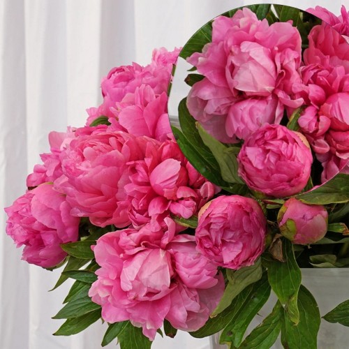 Paeonia lactiflora 'Early Flamingo' - Valgeõieline pojeng 'Early Flamingo' C7/7L